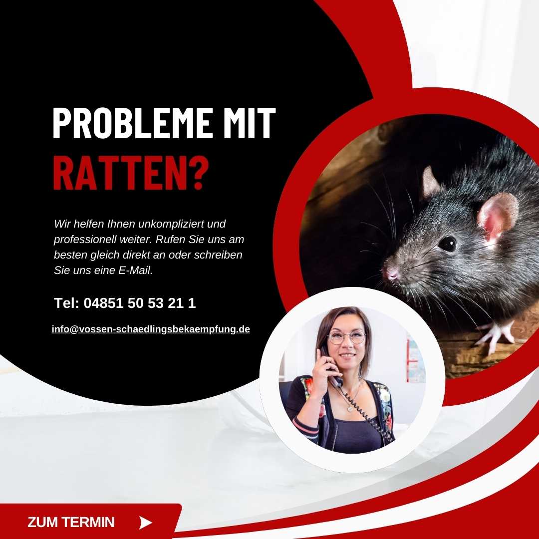 Ratten bekämpfen in Glückstadt