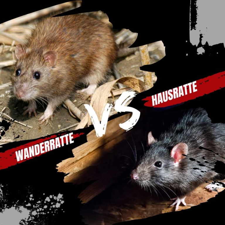 Wanderratte vs. Hausratte