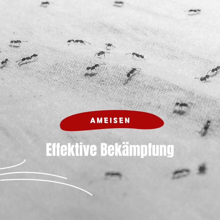 Effektive Ameisenbekämpfung