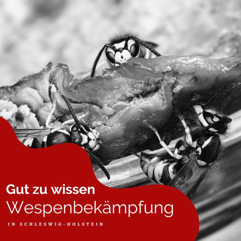 Wespenbekämpfung in Schleswig-Holstein