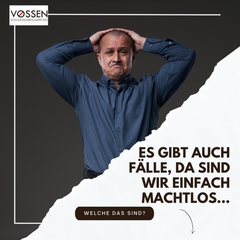 Warum Eigeninitiative bei Schädlingsbefall gefährlich sein kann