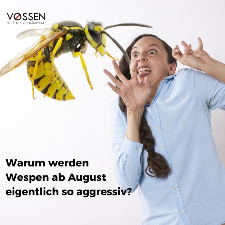 Warum werden Wespen ab August eigentlich so aggressiv?