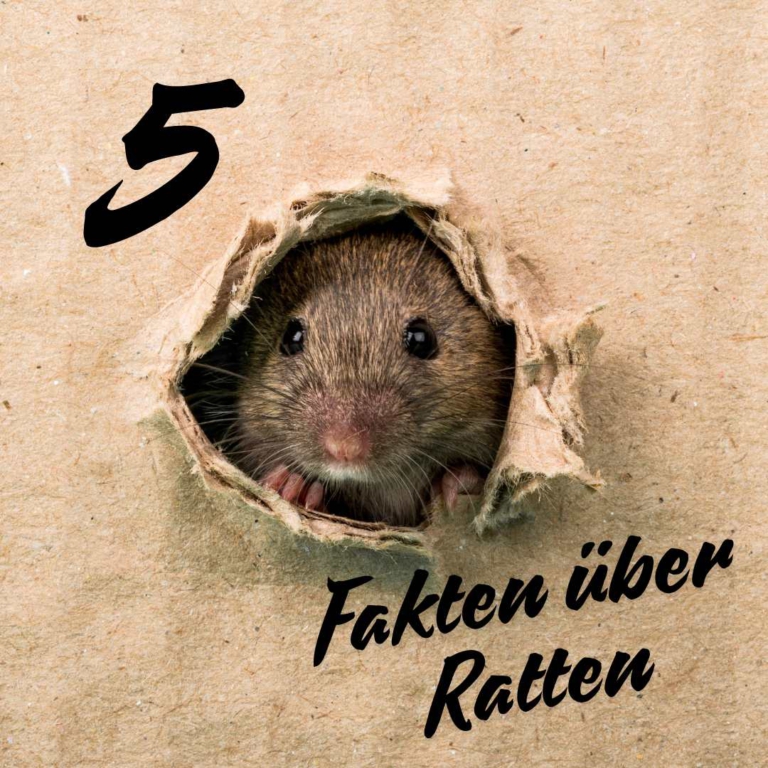5 Fakten über Ratten – Erstaunliche Fähigkeiten, die Sie kennen sollten