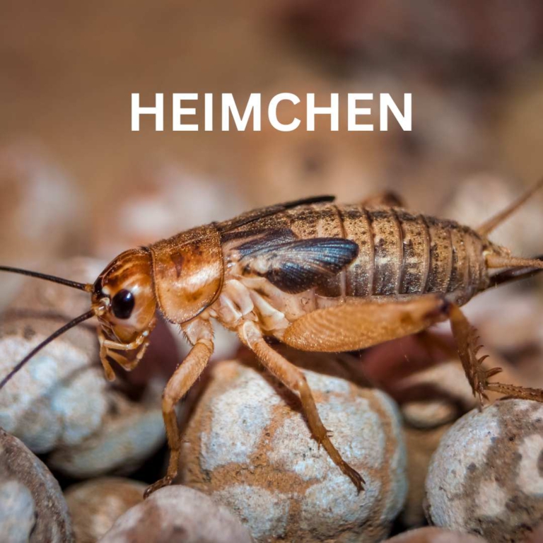 Heimchen – Wissenswertes über die Hausgrille