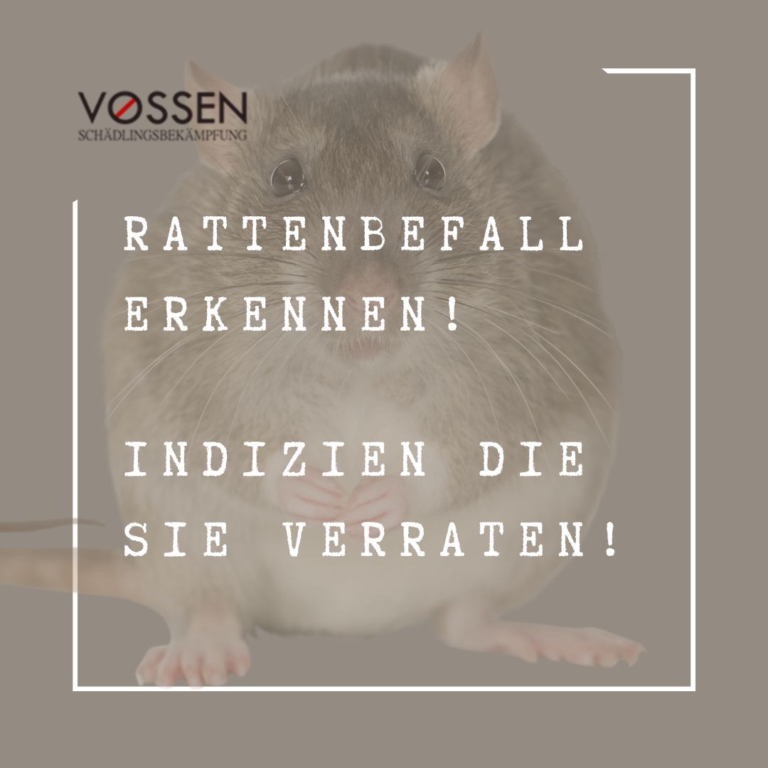 Rattenbefall erkennen: Indizien und Präventionsmaßnahmen