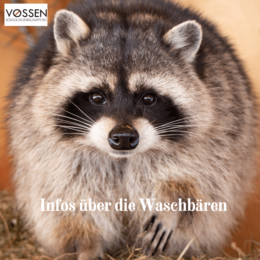 Infos über Waschbären