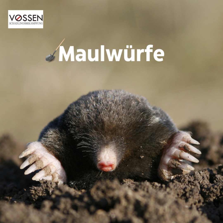 Der Maulwurf – Ein faszinierender Tunnelgräber